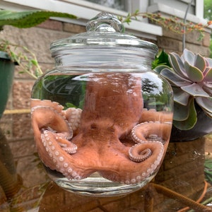 XL Wet Specimen Octopus with glass jar