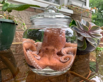 XL Wet Specimen Octopus with glass jar