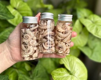 Wholesale Small Wet Specimen Octopus Tentacles in Jar