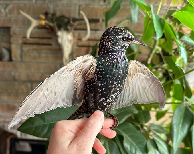Freeze Dried Taxidermy Starling Bird Mount Etsy
