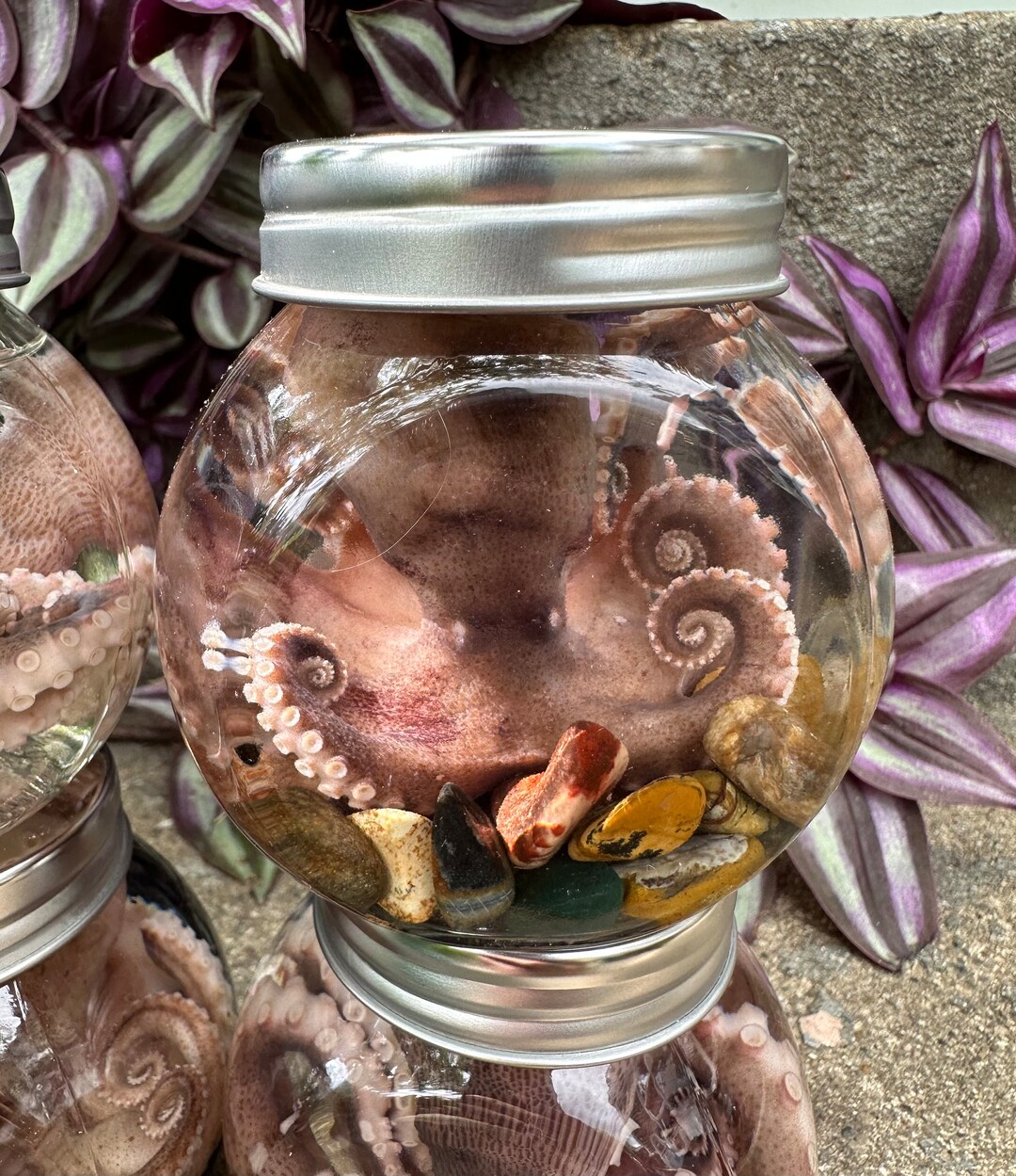 Realbug Octopus Specimen | DesertCart