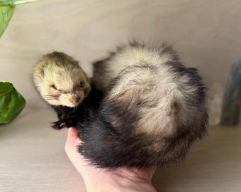 Freeze dried taxidermy ferret