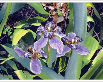 Walking Irises, matted giclée print of watercolor, New Orleans