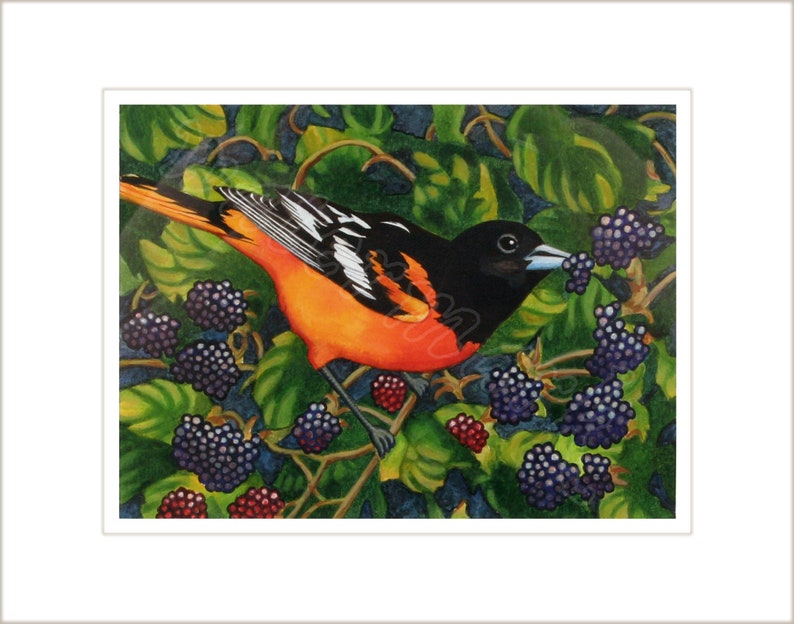 Oriole with blackberries matted gicl\u00e9e print of watercolor