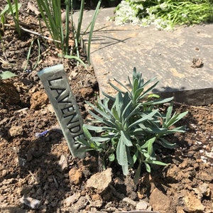 May include: A close-up of a lavender plant in a garden setting. A small, gray ceramic marker with the word "Lavender" written on it is stuck in the ground next to the plant.