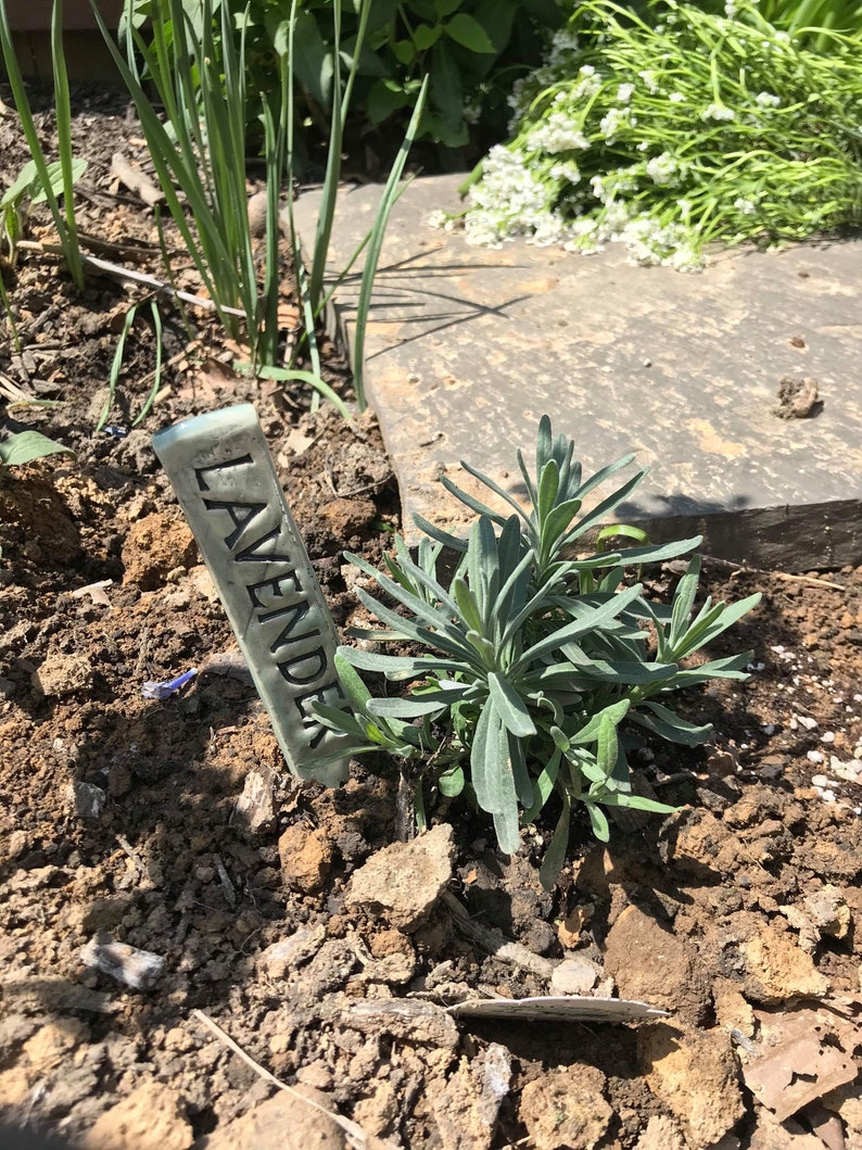 May include: A close-up of a lavender plant in a garden setting. A small, gray ceramic marker with the word "Lavender" written on it is stuck in the ground next to the plant.