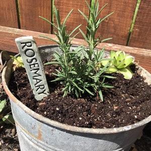 May include: A galvanized metal bucket planter with rosemary growing in it. The rosemary plant has a ceramic tag that reads "Rosemary".