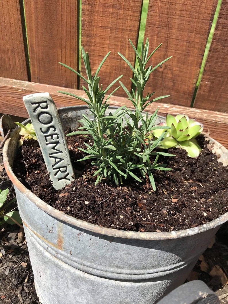 May include: A galvanized metal bucket planter with rosemary growing in it. The rosemary plant has a ceramic tag that reads "Rosemary".