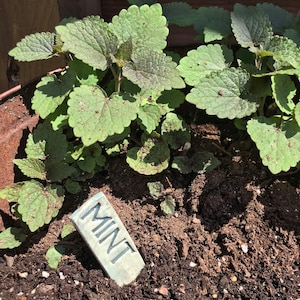May include: A close-up of a potted mint plant with a blue ceramic plant marker that says "MINT".