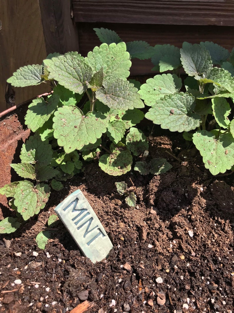 May include: A close-up of a potted mint plant with a blue ceramic plant marker that says "MINT".