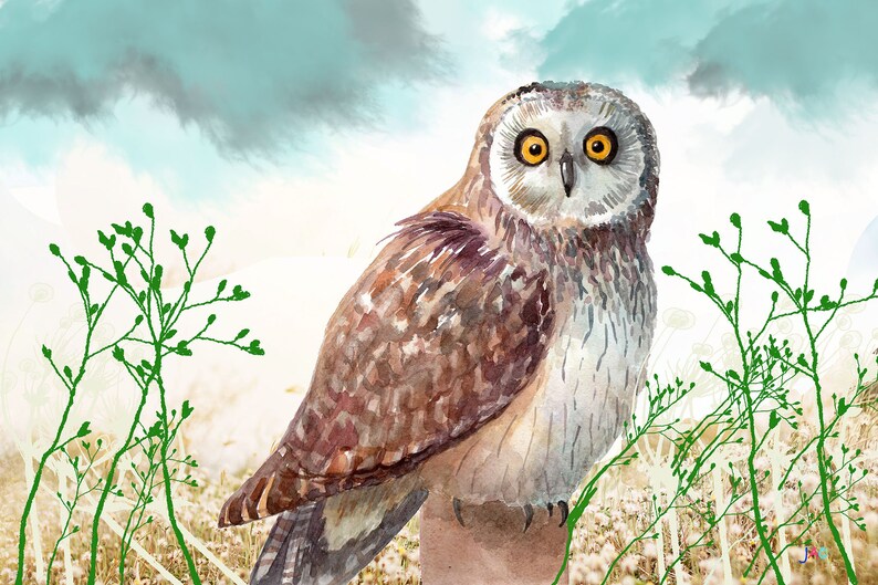Waldo the Owl