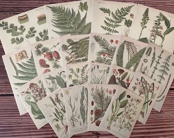 May include: A collection of 15 botanical illustrations featuring various ferns, flowers, and plants. The illustrations are printed on cream-colored paper with a vintage aesthetic.