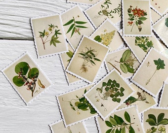 May include: A collection of vintage botanical illustrations printed on cards with scalloped edges. The cards feature various plants and flowers with detailed drawings of leaves, stems, and blossoms. The cards are arranged in a random pattern on a white wooden surface.