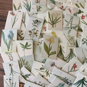 50 mini-cartes vintage, mini-cartes botaniques, fournitures créatives, fournitures pour agenda, documents éphémères, scrapbooking, journal indésirable, petite carte imprimée