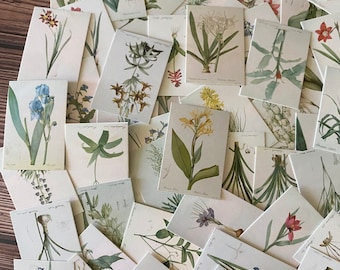 50Pcs Vintage Mini Card,Botanical Mini Card,Craft Supplies,Planner Supplies,Ephemera,Scrapbook, Junk Journal,Small Printed Card