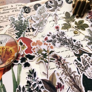 21 autocollants vintage plantes, lot d'autocollants fougères, journal vintage, scrapbooking, agenda, éphémères
