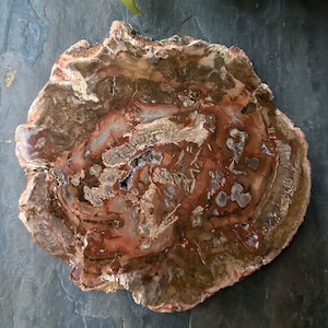 Dalle de bois pétrifié, tranche fossile