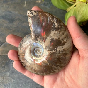 Fossilized Ammonite- Complete Specimen - Etsy