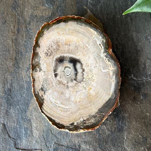 Plaque de bois pétrifié, tranche de fossile