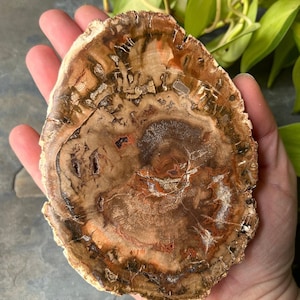 Dalle de bois pétrifié, tranche fossile