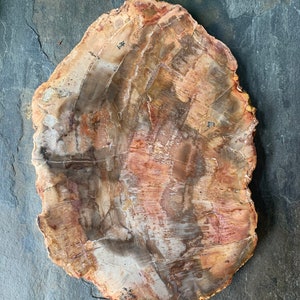 Dalle de bois pétrifié, tranche fossile