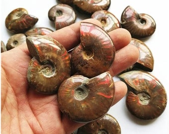 1 Madagascar Natural Iridescent Ammonite Opalized Fossil Specimen Paleontological Snail