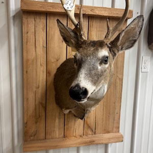deer