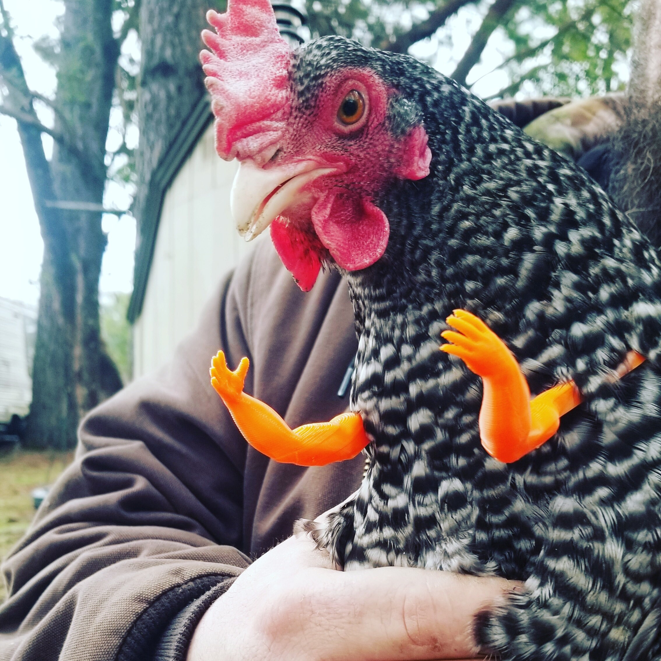 Chicken Arms Chicken Photo Prop Free Shipping Etsy