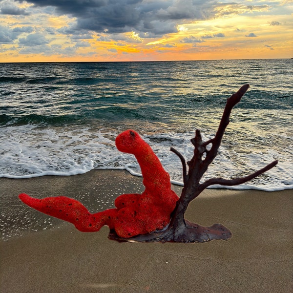 Dragon sitting on a rock, Natural Sea Coral, Soft Coral, Nautical home decor,  Ocean Reef Beach, Sea Fan