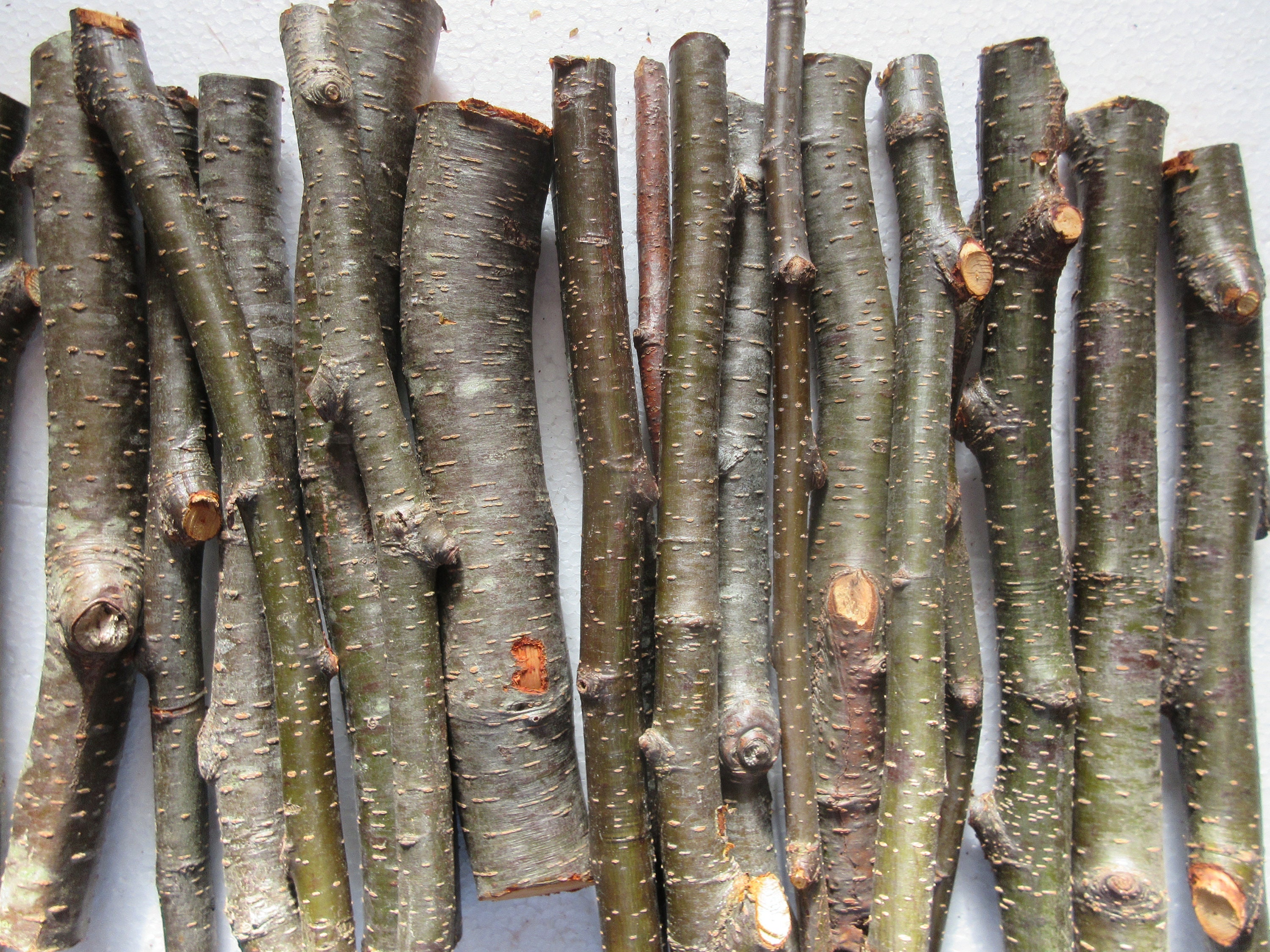 Alder tree twigs, craft sticks and branches, twig craft supplies, natural  craft supplies, florist's supply