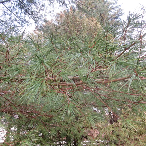 Eastern White Pine needles