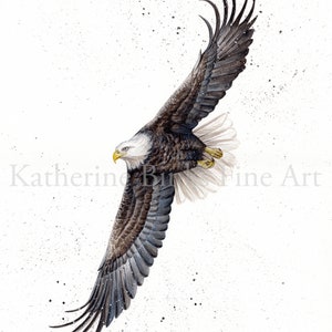 Flying Bald Eagle, Print in Various Sizes - Etsy UK