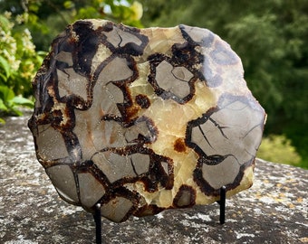 Septarian Slice