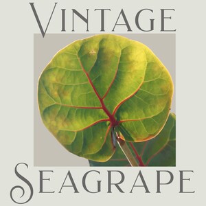 Puede incluir: Vintage Seagrape, un primer plano de una hoja grande, verde con venas rojas. La hoja es texturizada y tiene un aspecto natural y org&aacute;nico.