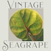Vintage Seagrape