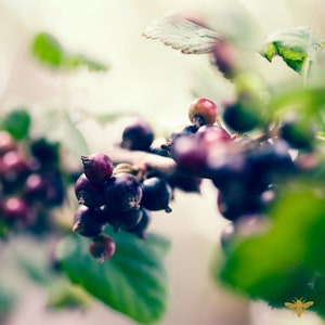 May include: Close-up of a branch of a bush with ripe blackcurrants. The berries are dark purple and some are slightly blurred.