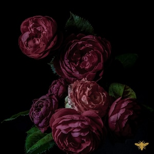 May include: A cluster of deep burgundy roses with green leaves against a black background. The roses are in various stages of bloom, showcasing their layered petals. The image has a dark, moody aesthetic.