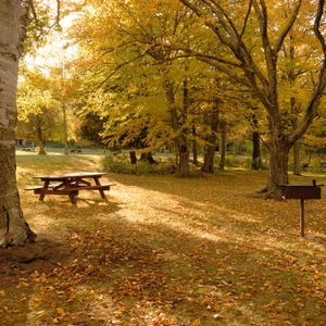 May include: An autumnal park scene featuring a picnic table and trees with yellow foliage. The ground is covered in fallen leaves. A metal barbecue grill is also visible in the background.