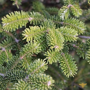 May include: Close-up of a fir tree branch with green needles. The needles are soft and feathery, and the branch is full of life.