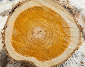 Aceite de fragancia de madera de teca de caoba (tipo) / Colmena y miel / Suministros para hacer velas y jabón CP, derretimientos, perfumes, difusores / Sin ftalatos