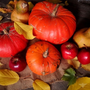 Spiced Pumpkin + Harvest Apple Fragrance Oil | Hive and Honey | Candle and CP Soap Making Supplies, Melts, Sprays, Diffuser | Phthalate Free