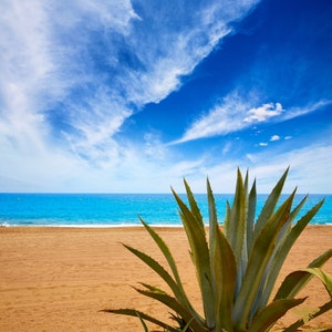 May include: A close-up of a large green agave plant growing on a sandy beach with a blue ocean and a bright blue sky in the background.