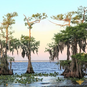 May include: A scenic landscape featuring several tall trees with green foliage and Spanish moss hanging from their branches. The trees are situated in a body of water with lily pads, under a sky with pastel colors.