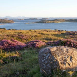 May include: A scenic view of a body of water with islands in the distance. The foreground features a large, light brown rock with a patch of purple heather in the background.