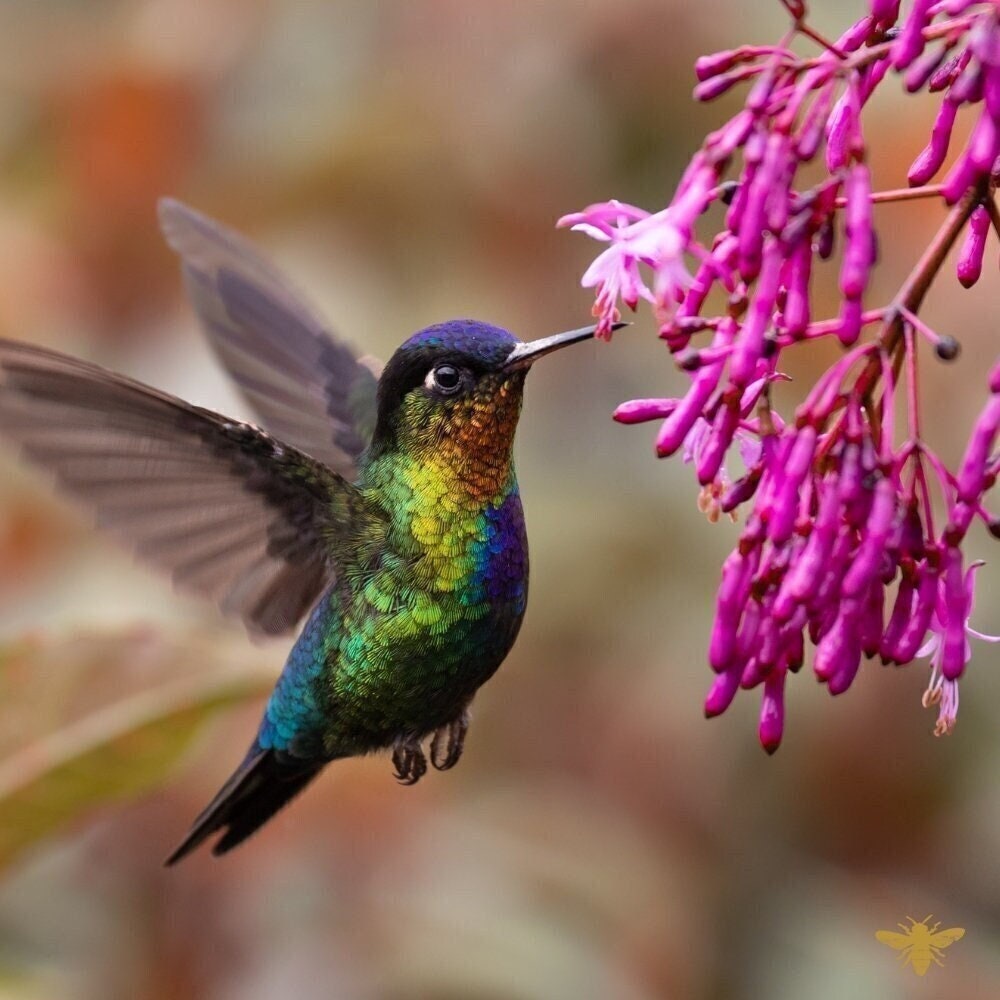 Sol de janeiro 68 candle - Etsy 日本