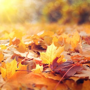 May include: A close-up of a pile of fallen autumn leaves in shades of yellow, orange, and red. The leaves are scattered on the ground, creating a colorful and textured surface.