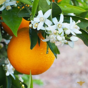 May include: A close-up shot of an orange fruit on a tree branch, with green leaves and white blossoms. The orange has a textured peel, and water droplets are visible. The blossoms have delicate white petals, typical of citrus trees.