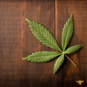 May include: A single green cannabis leaf on a brown wooden surface.