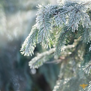 Nordic Pine Fragrance Oil | Hive and Honey | Candle and CP Soap Making Supplies, Melts, Perfume, Diffusers | Phthalate Free | Alpine Balsam
