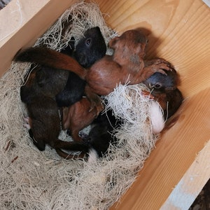 Eichhörnchen Schlafhaus Kobel Futterhaus Eichhörnchenkobel aus Fichtenholz, Handmade in Niederbayern. Dach wasserbeständige Siebdruckplatte afbeelding 5